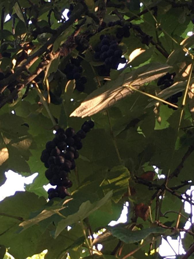 Bed and Breakfast La Ferme Des Vignes Hotot-en-Auge Экстерьер фото